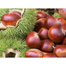 New Crop Fresh Chestnut